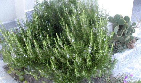 Территория. Гостевой дом Анис, г. Сочи, пос. Лоо