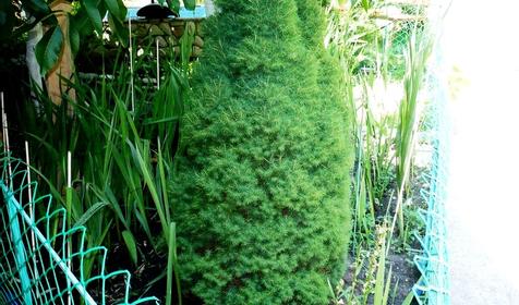 Усадьба Александр, Туапсинский район, пос. Шепси