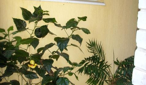 Гостевой дом Анастасия, г. Геленджик