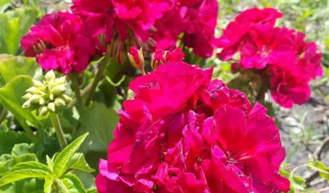 Гостевой дом АртАри, г. Сочи, Адлерский район, с. Высокое