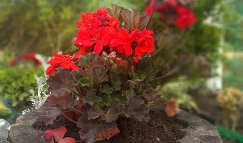 Гостевой дом АртАри, г. Сочи, Адлерский район, с. Высокое