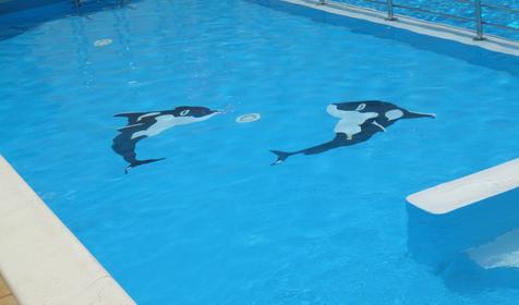 Бассейн. Пансионат Геленджик, г. Геленджик