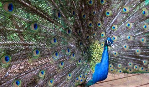 Морская звезда, Туапсинский район, п. Новомихайловский