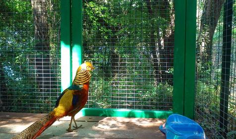 Морская звезда, Туапсинский район, п. Новомихайловский