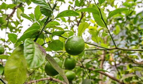 Гостевой дом Валентина, г. Сочи, Лазаревский район, п. Лоо