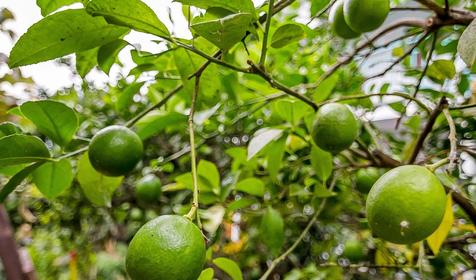 Гостевой дом Валентина, г. Сочи, Лазаревский район, п. Лоо