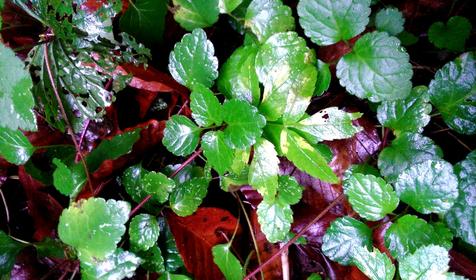 Водопады Руфабго