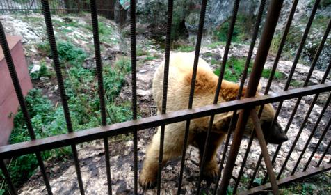 Хаджохская теснина