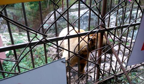 Хаджохская теснина