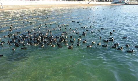 Березка в Джемете