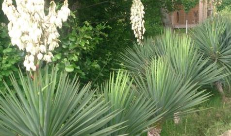 Гостевой дом Пани София, Сочи, Якорная щель, Нижняя Беранда