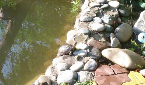 Гостевой дом Пани София, Сочи, Якорная щель, Нижняя Беранда