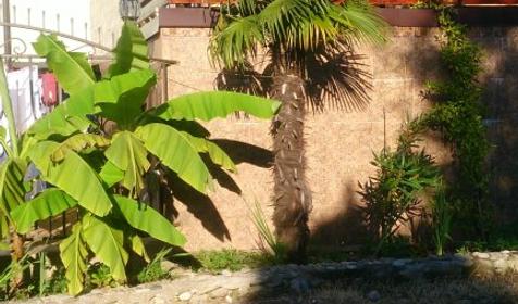 Гостевой дом Пани София, Сочи, Якорная щель, Нижняя Беранда