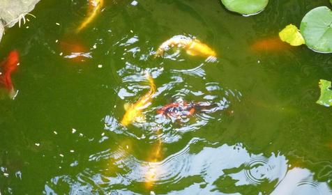 Вилла Вера (быв. Оранжевое небо)