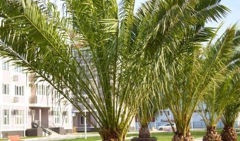 SIGMA SIRIUS PARK бывш. Александровский сад