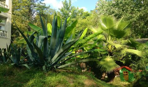 Отель "Романов". Сочи