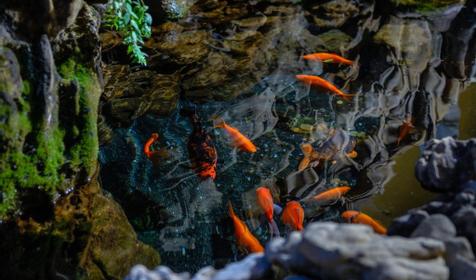 Гостевой дом Эдэран, Сочи, Адлер