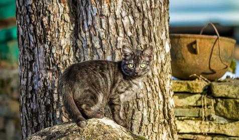 Майкопский район, с. Хамышки