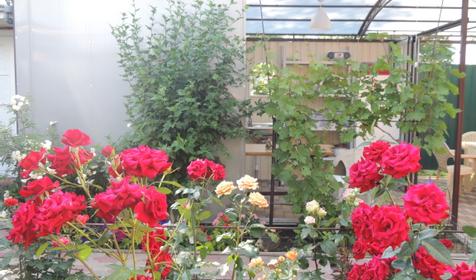 Стандарт+ в домике