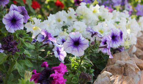 Гостевой дом "Комфорт", Ейский р-н, ст. Должанская