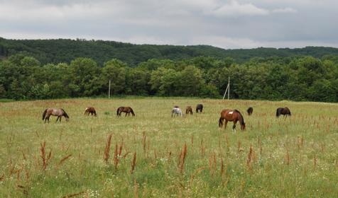 Конный клуб Владимировка, ст. Убинская
