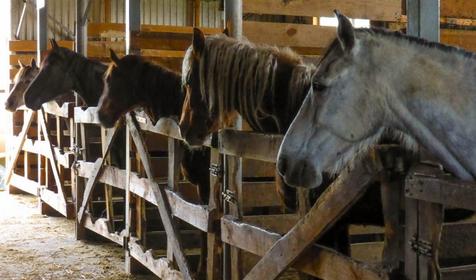 Конный клуб Владимировка, ст. Убинская