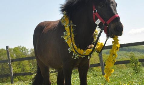Конный клуб Владимировка, ст. Убинская
