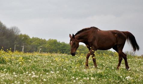 Конный клуб Владимировка, ст. Убинская
