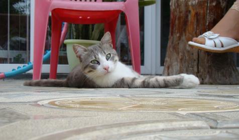 Гостевой дом Юлия, п. Южная Озереевка