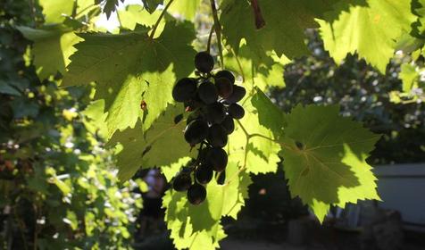 Мини-гостиница Анна, Темрюкский р-н, п. Кучугуры