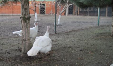 База отдыха Тихая гавань, ст. Медведовская