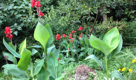 Тенистый дворик у Ларисы