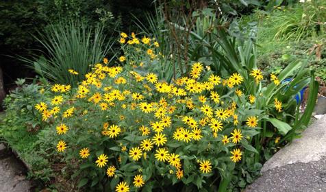 Тенистый дворик у Ларисы