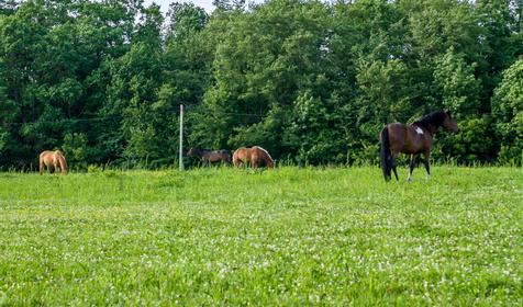 Конный клуб Владимировка, ст. Убинская