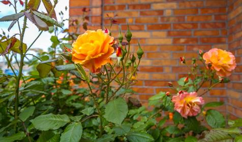 Частный дом "Уютный уголок", Ейский р-н, ст. Должанская