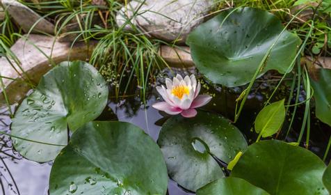 Частный гостевой дом Лесной, пос. Новомихайловский