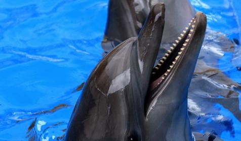 Дельфинарий Немо, Туапсинский р-н, п. Джубга