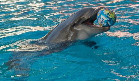 Дельфинарий Немо, Туапсинский р-н, п. Джубга