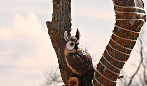 Роза ветров