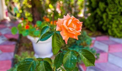 Гостевой дом Алена, Туапсинский район, п. Джубга