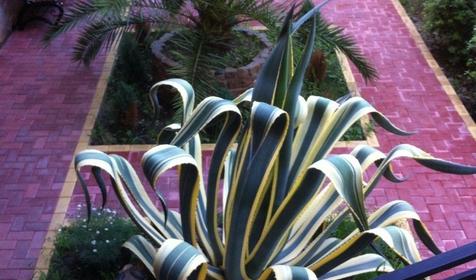 Сибиряк (Sibiryak)