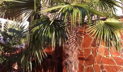 Сибиряк (Sibiryak)