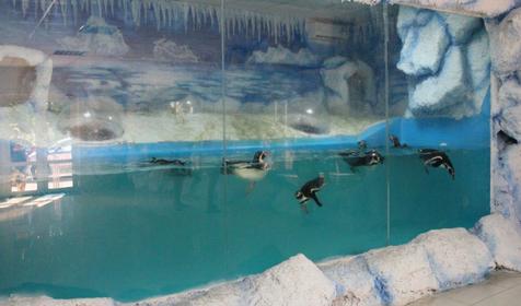 Дельфинарий Немо, Туапсинский р-н, п. Джубга