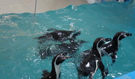 Дельфинарий Немо, Туапсинский р-н, п. Джубга