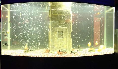 Дельфинарий Немо, Туапсинский р-н, п. Джубга