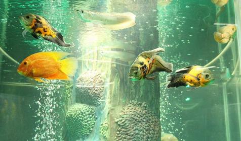 Дельфинарий Немо, Туапсинский р-н, п. Джубга