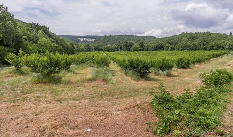 Геленджик, п. Дивноморское