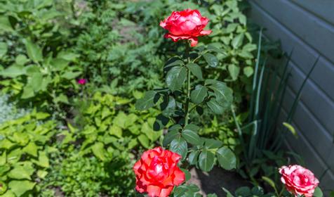 Гостевой дом в Сукко, Анапский р-н, пос. Сукко