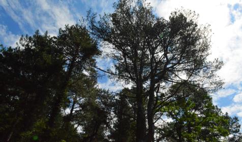 Сосновый бор