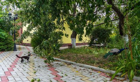 Туристическая база Курочка Ряба, Северский район, ст. Новодмитриевская